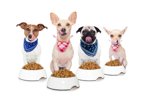 Our Favorite Brands of  Organic Dog Food